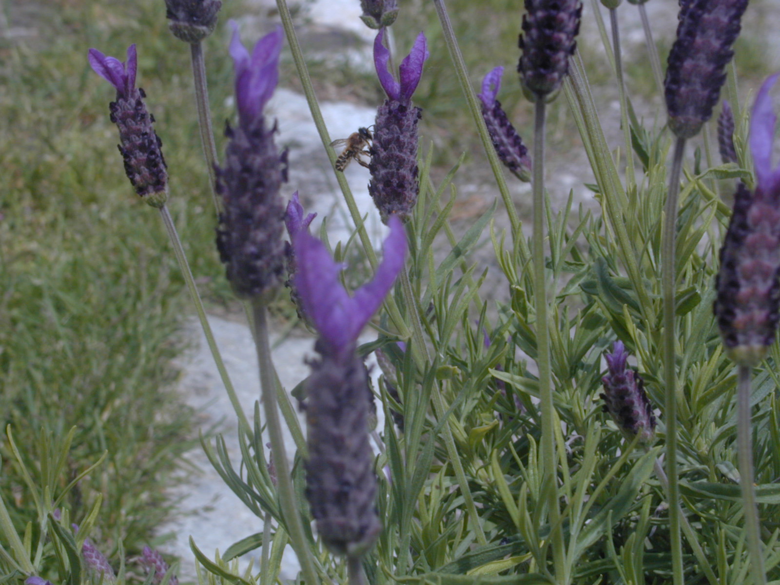 Fonds d'cran Nature Fleurs Lavande du Loiret