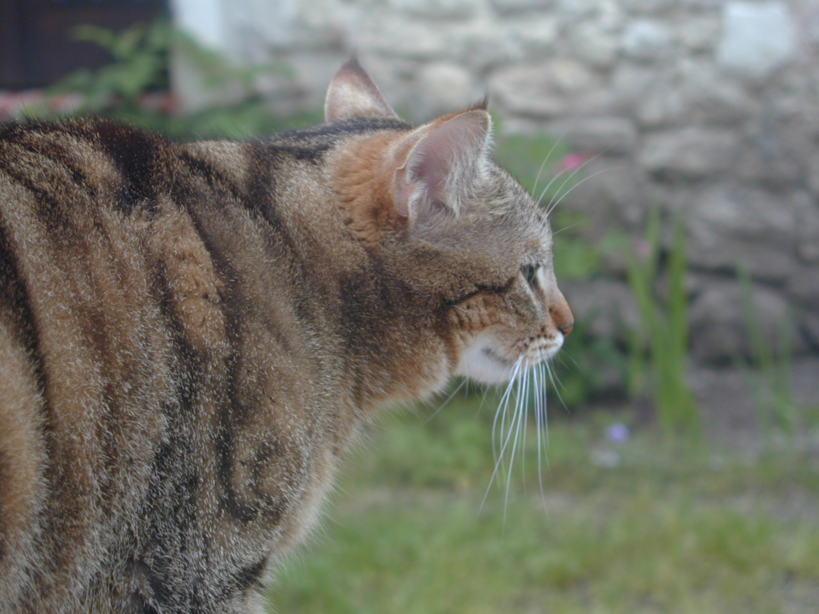 Fonds d'cran Animaux Chats - Chatons Sakaï