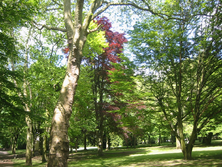 Fonds d'cran Nature Arbres - Forts Frondaisons