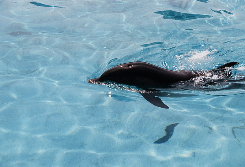 Fonds d'cran Animaux Vie marine - Dauphins 