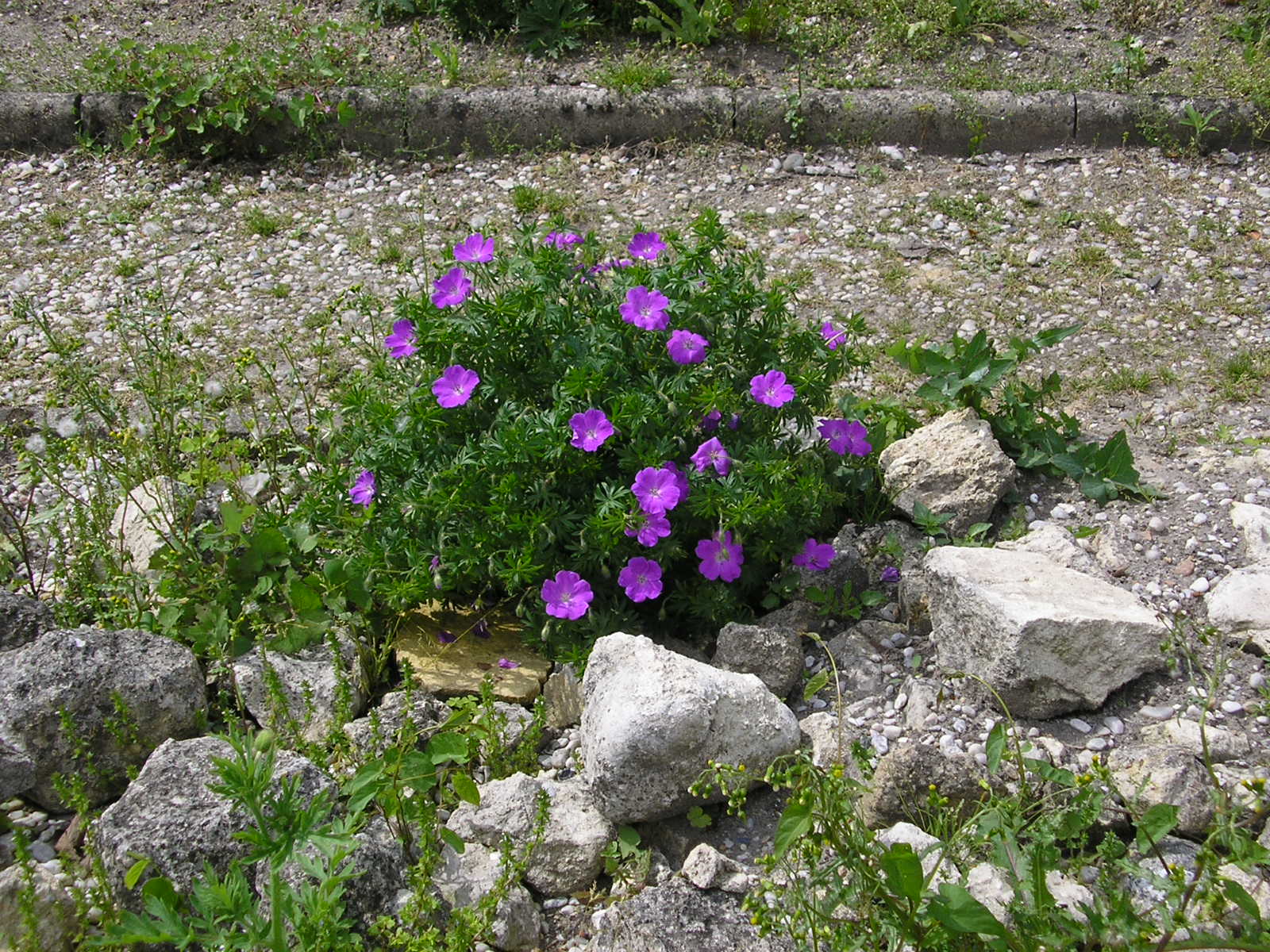 Fonds d'cran Nature Fleurs 