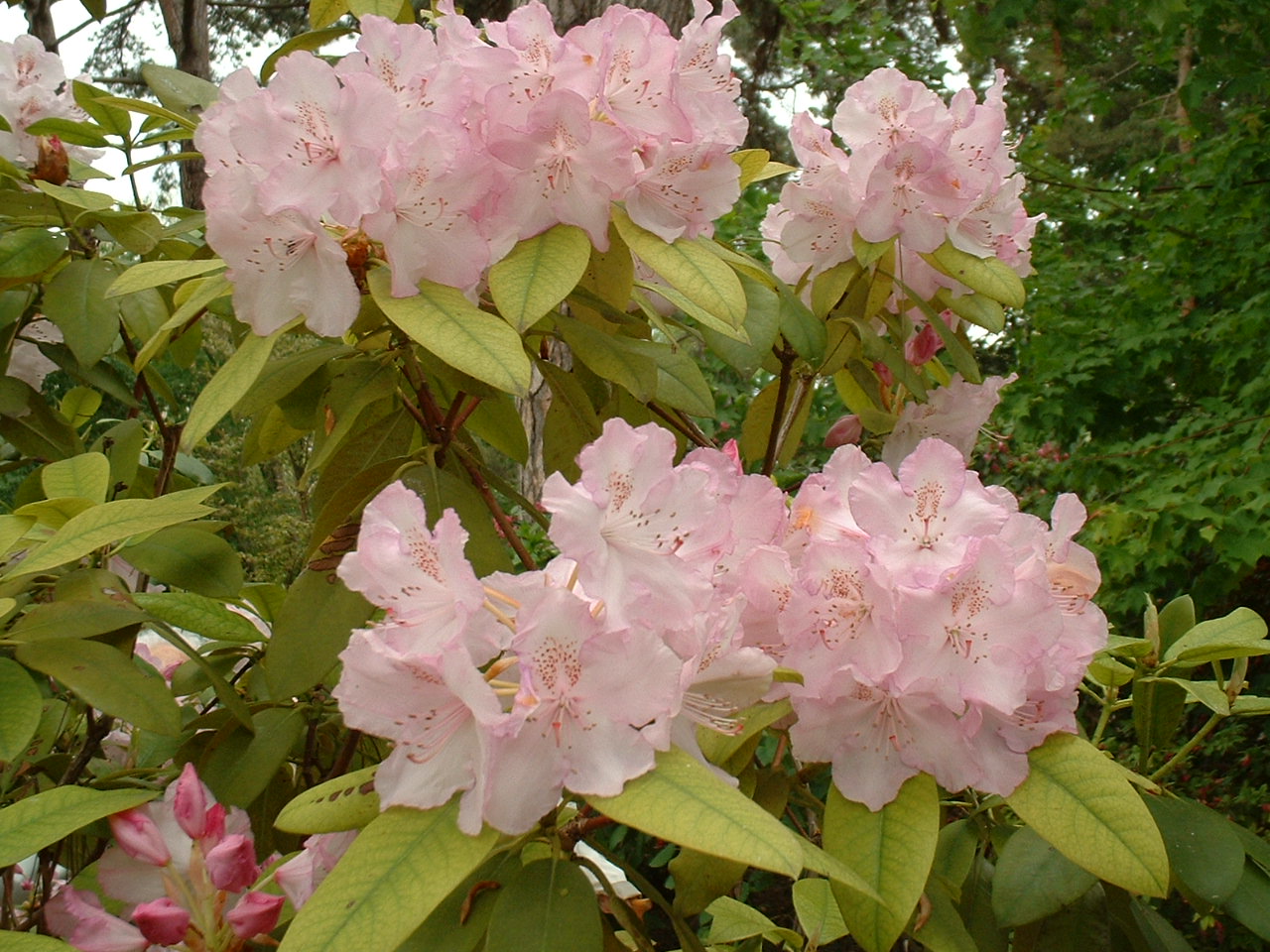 Wallpapers Nature Flowers Parc Floral de Paris