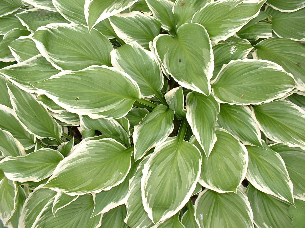 Fonds d'cran Nature Feuilles - Feuillages Parc Floral de Paris