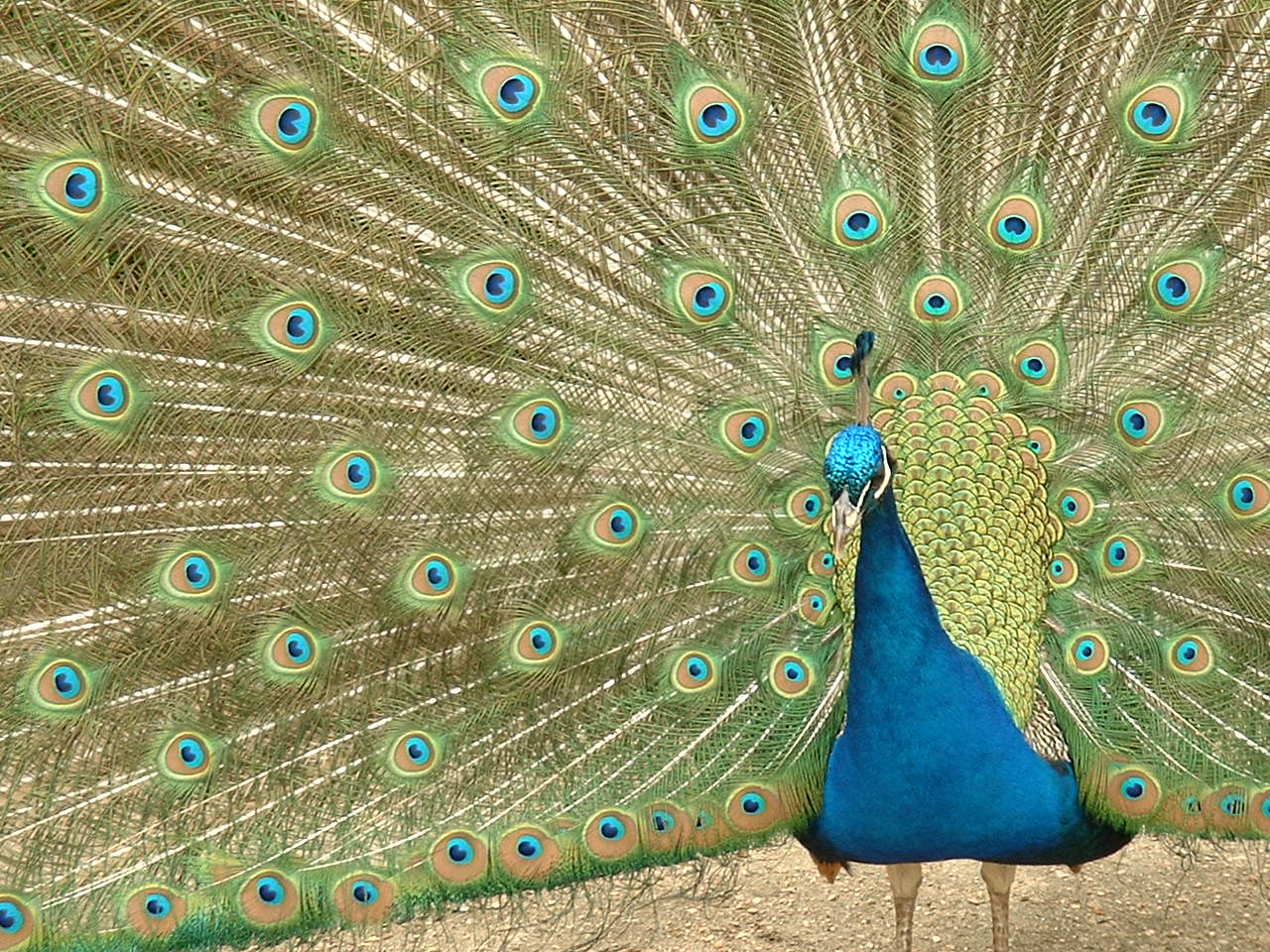 Wallpapers Animals Birds - Peacocks Paon faisant sa cour