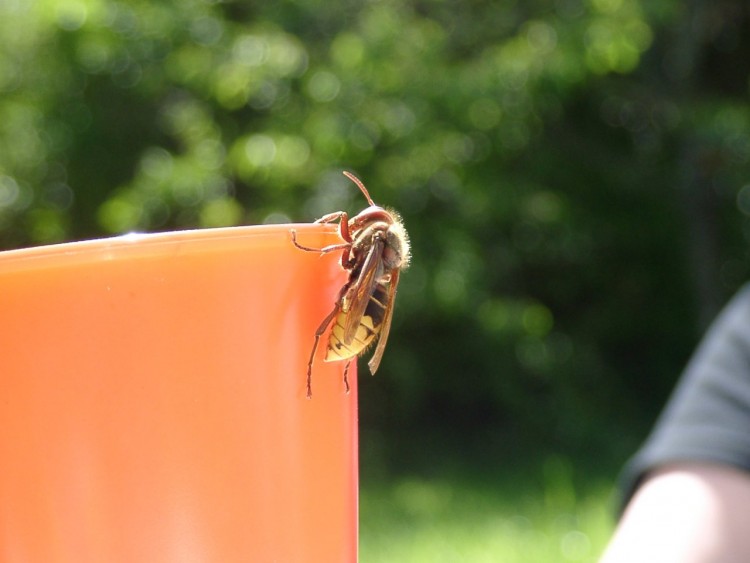 Fonds d'cran Animaux Insectes - Abeilles Gupes ... Ne pas dranger...