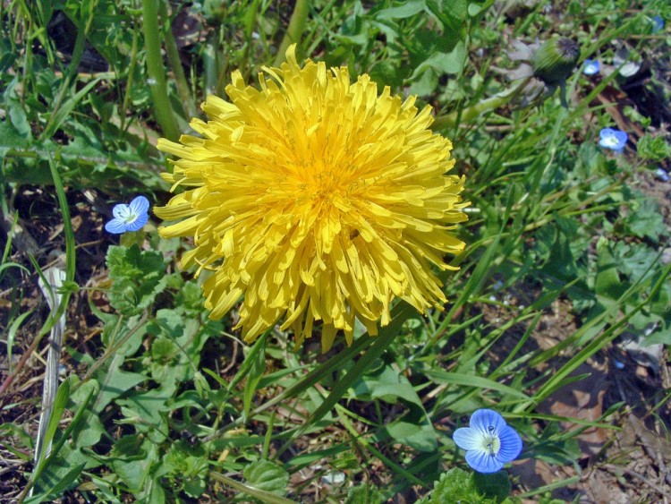 Wallpapers Nature Flowers Jaune et bleu....