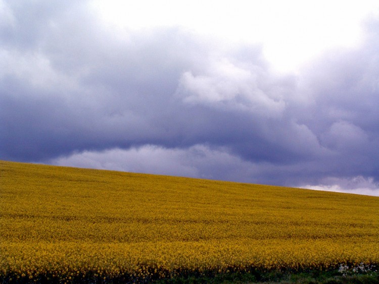 Fonds d'cran Nature Champs - Prairies Mer de colza...