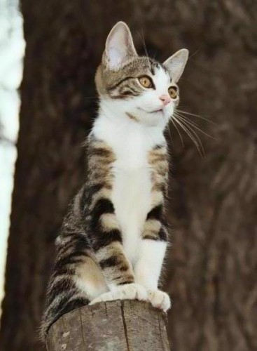 Wallpapers Animals Cats - Kittens diabolo perch