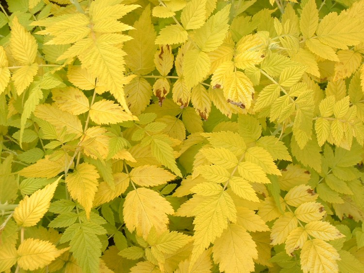 Fonds d'cran Nature Feuilles - Feuillages Parc Floral de Paris