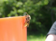 Fonds d'cran Animaux Ne pas dranger...