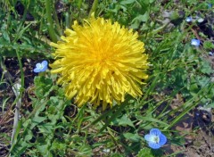 Wallpapers Nature Jaune et bleu....