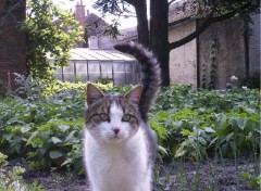 Wallpapers Animals le chat du jardin