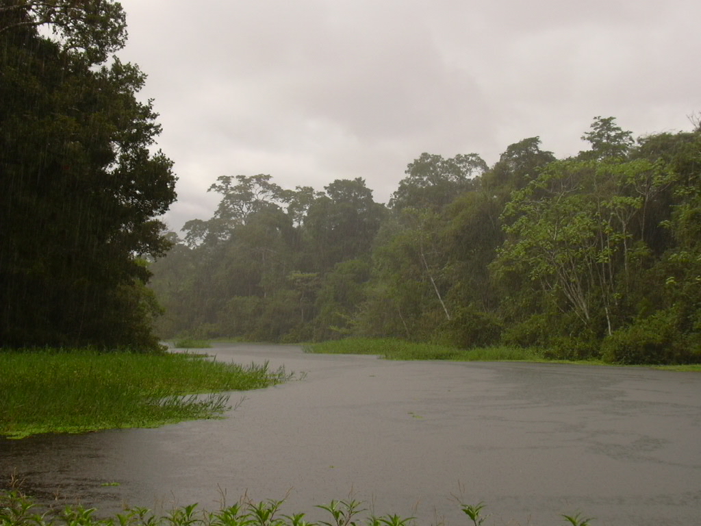 Fonds d'cran Nature Fleuves - Rivires - Torrents Pluie tropicale sur le rio Yacatu - Amazonie (Prou)