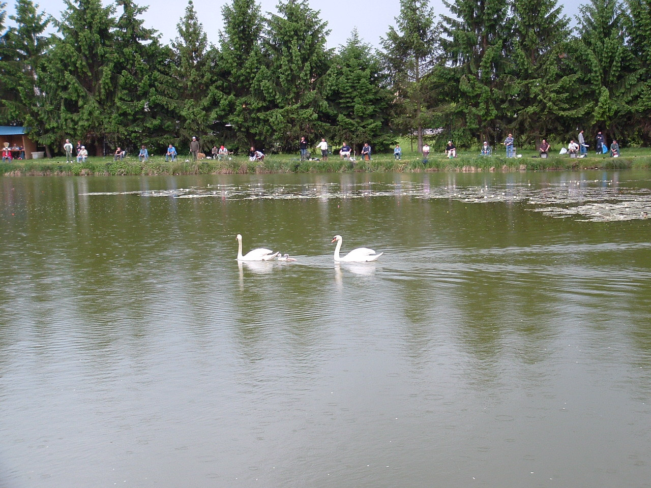 Fonds d'cran Animaux Oiseaux - Canards PROMENADE EN FAMILLE