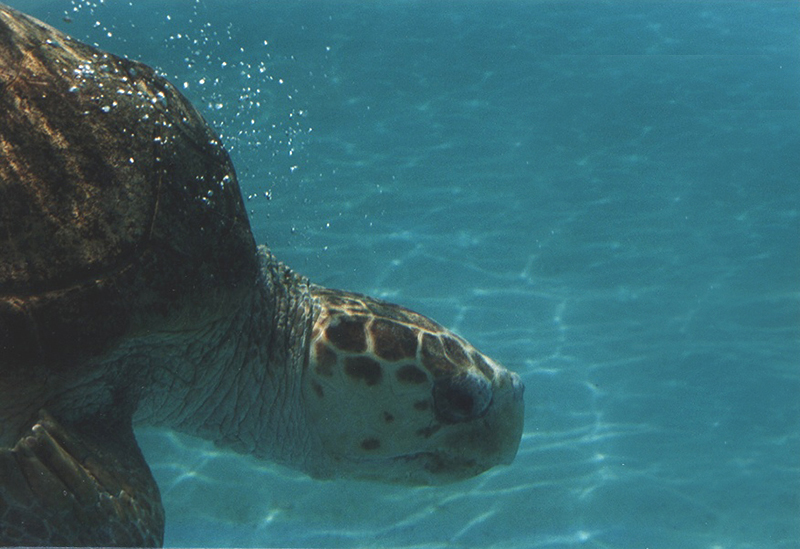 Fonds d'cran Animaux Tortues 