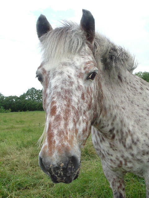 Wallpapers Animals Horses la star