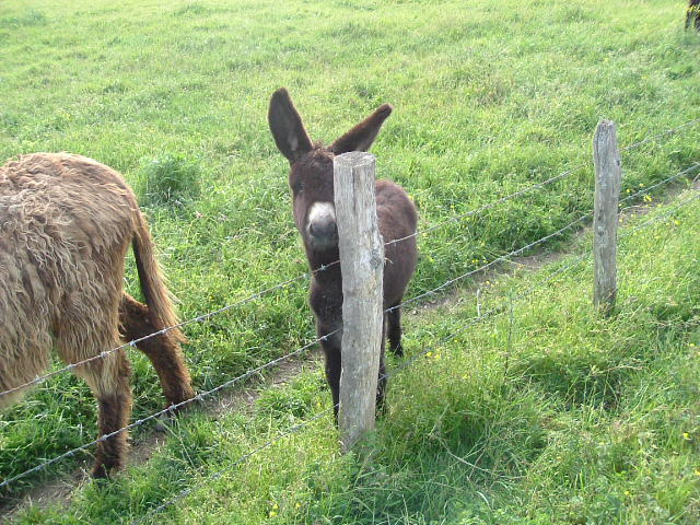 Wallpapers Animals Donkeys coucou je ma cache