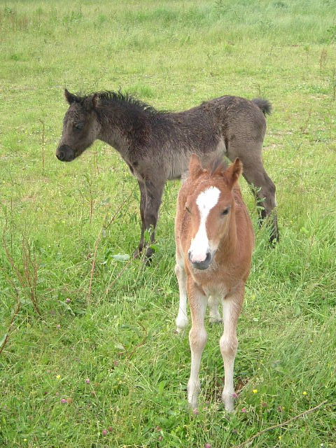 Fonds d'cran Animaux Chevaux nous avons 2 semaines