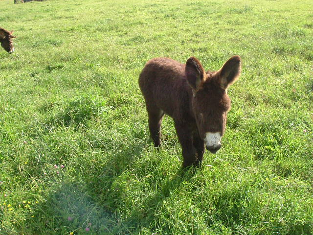 Fonds d'cran Animaux Anes Notre poney club