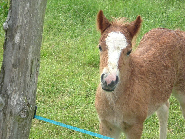 Fonds d'cran Animaux Chevaux Notre poney club