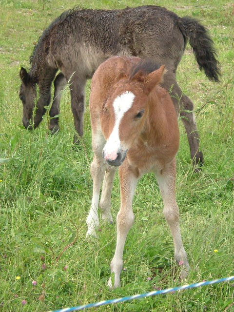 Wallpapers Animals Horses Notre poney club