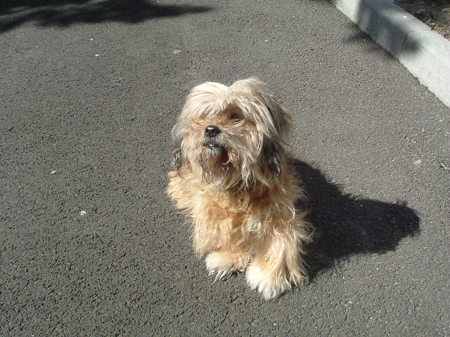 Fonds d'cran Animaux Chiens Notre voisine, Cindy