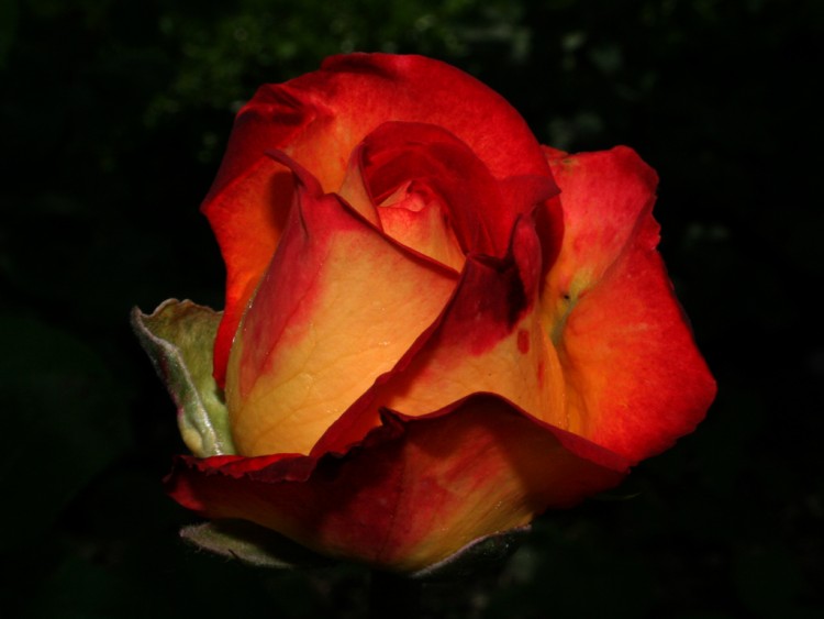 Wallpapers Nature Flowers rose rouge