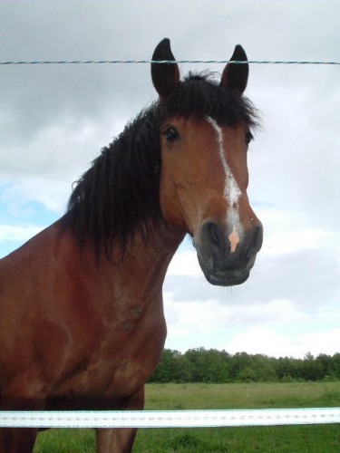 Fonds d'cran Animaux Chevaux le plus grand de la famille