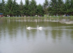 Fonds d'cran Animaux PROMENADE EN FAMILLE