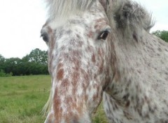 Fonds d'cran Animaux la star