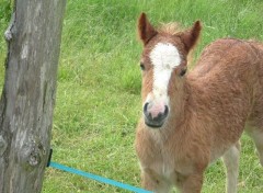 Fonds d'cran Animaux Notre poney club