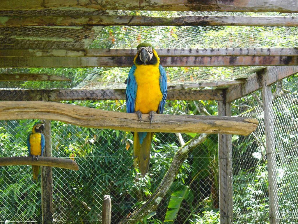 Wallpapers Animals Birds - Parrots Aras de Guyane