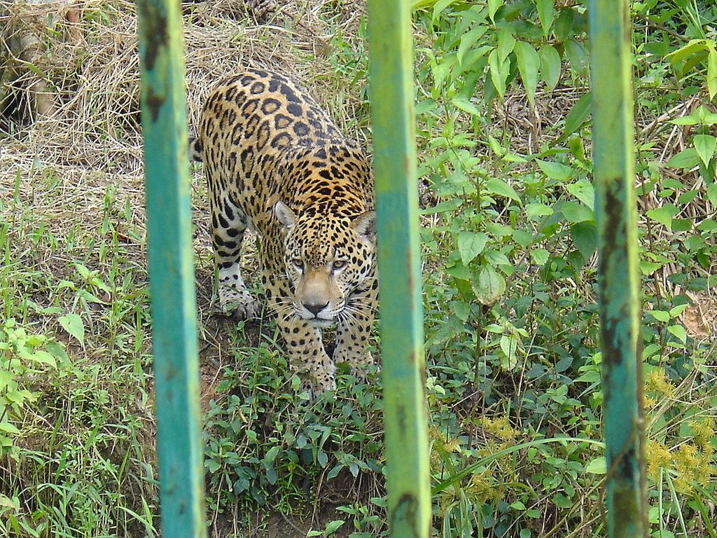 Fonds d'cran Animaux Félins - Jaguars Jaguar (Guyane)