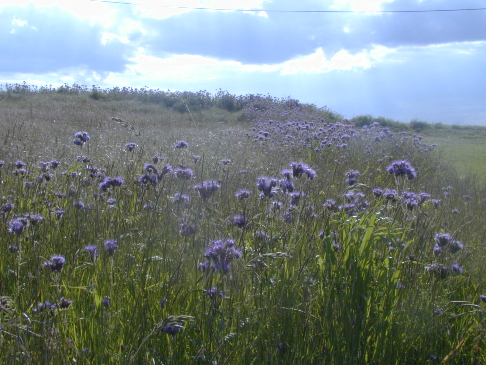 Wallpapers Nature Flowers Champ mauve!