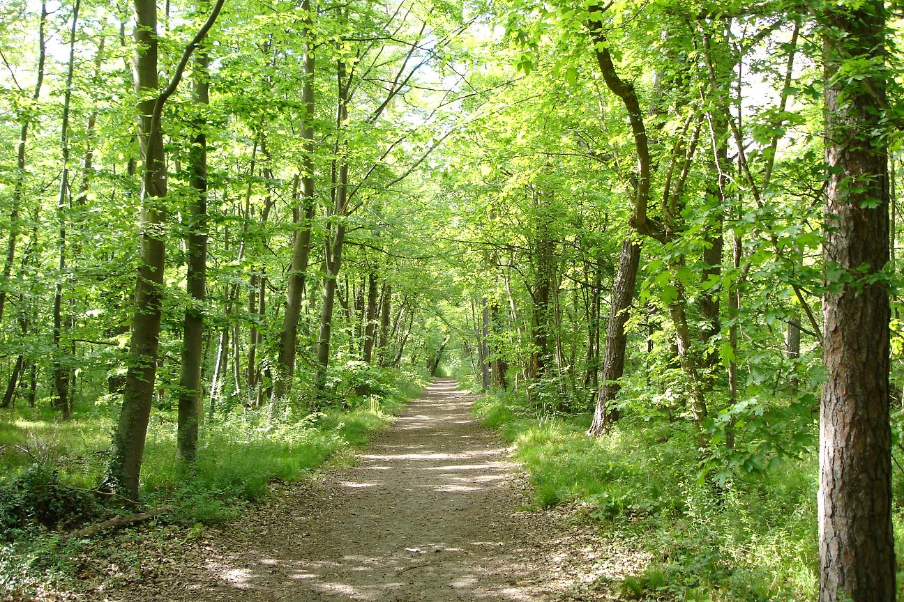 Wallpapers Nature Trees - Forests Parcour vita de Marckolsheim