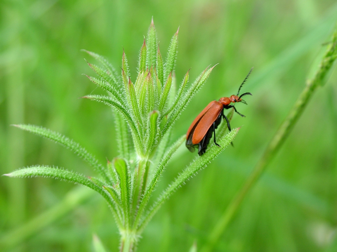 Fonds d'cran Animaux Insectes - Divers premiere macro