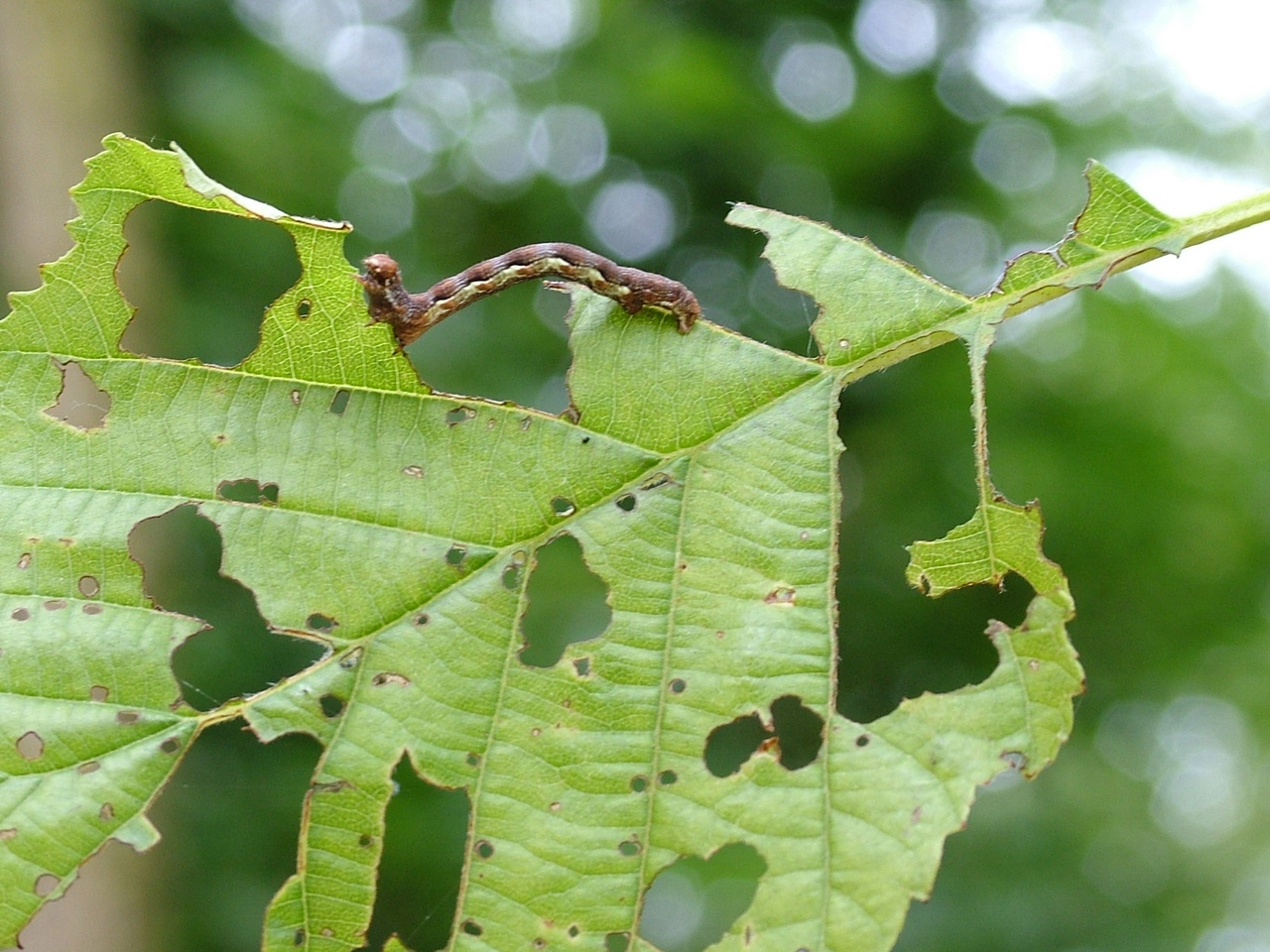 Fonds d'cran Animaux Insectes - Chenilles la chenille