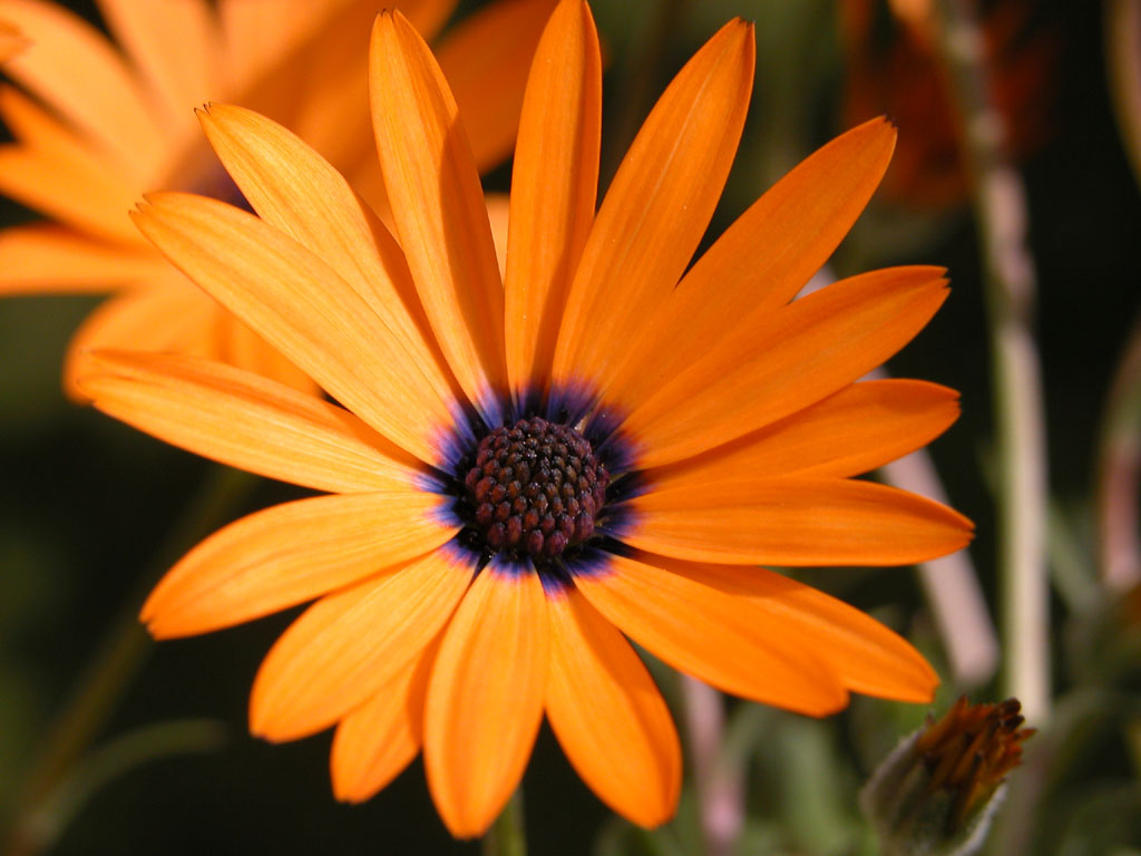 Fonds d'cran Nature Fleurs 