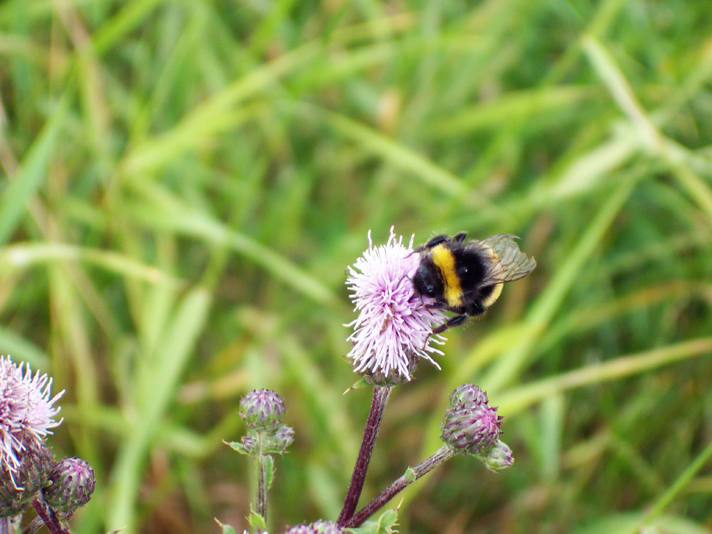 Fonds d'cran Animaux Insectes - Abeilles Gupes ... Hummel