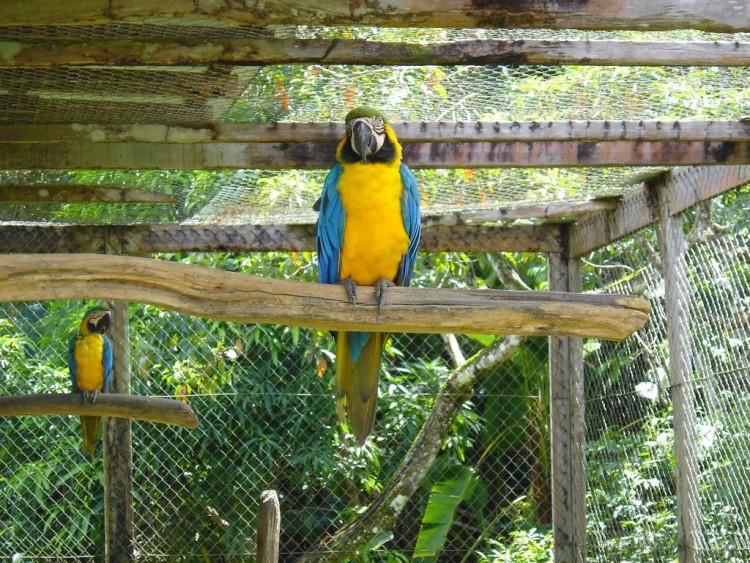 Fonds d'cran Animaux Oiseaux - Perroquets Aras de Guyane