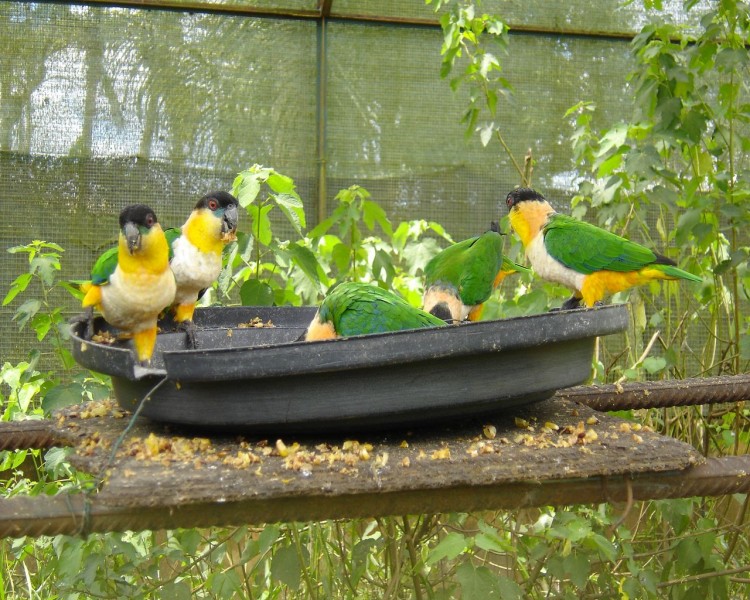 Wallpapers Animals Birds - Budgies Pruches de Guyane