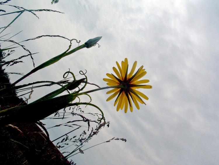 Wallpapers Nature Flowers Vers le ciel...