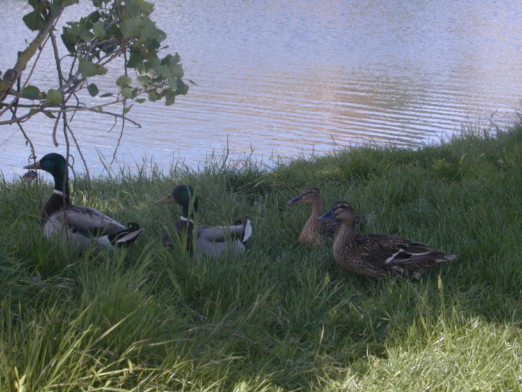 Wallpapers Animals Birds - Ducks Mes coincoins!