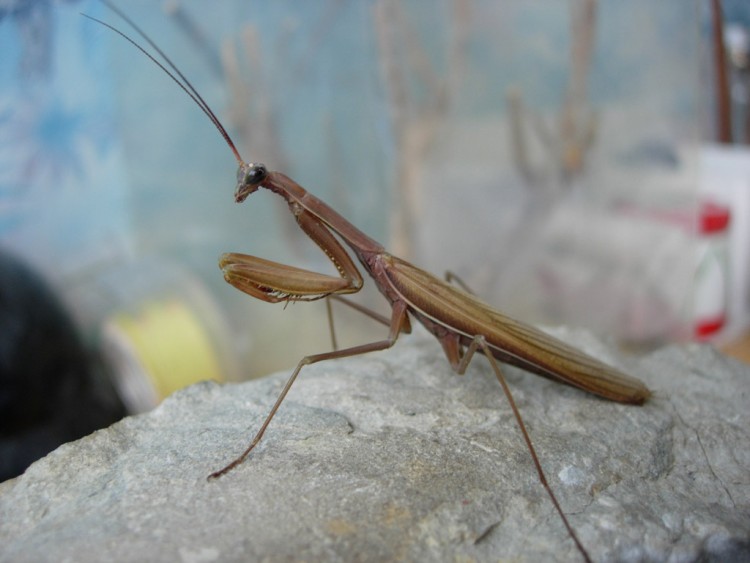 Fonds d'cran Animaux Insectes - Mantes Religieuse mante religieuse