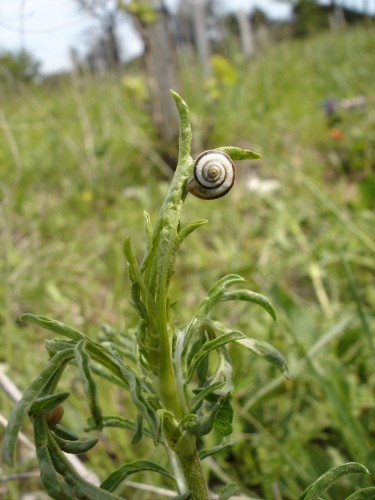 Fonds d'cran Animaux Escargots - Limaces escargot quilibriste