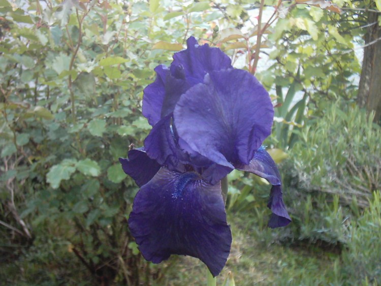 Fonds d'cran Nature Fleurs iris bleu nuit