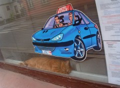 Fonds d'cran Animaux Auto-cole... pour chats !