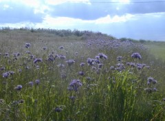 Fonds d'cran Nature Champ mauve!