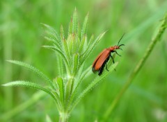 Fonds d'cran Animaux premiere macro