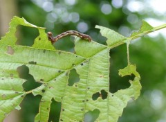 Fonds d'cran Animaux la chenille